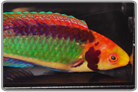 Clown Fairy Wrasse